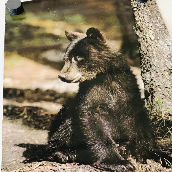 VTG 1978 Stuart Cassidy Poster #18 Black Bear Cub - Picture 2 of 5